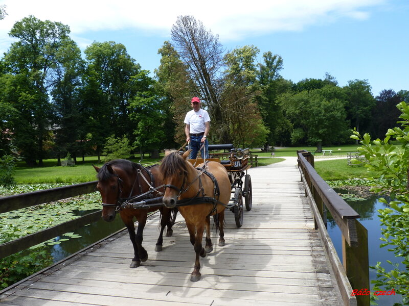 Man Driving Horse-drawn Carriage