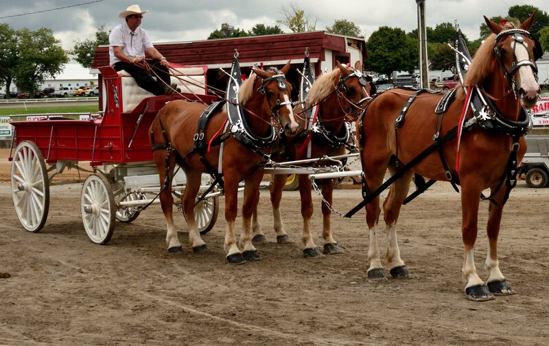 Man Driving Horse-drawn Wagon