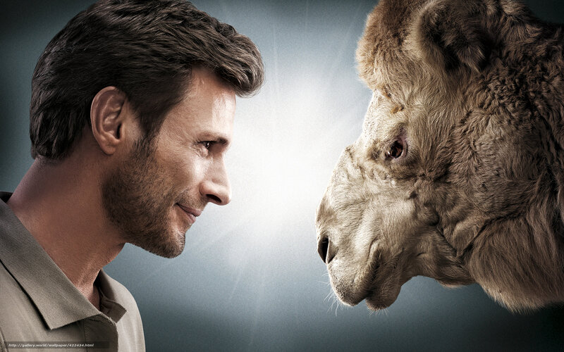 man facing a camel