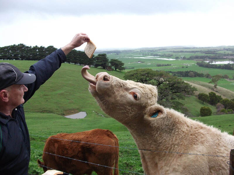 Man Feeding Cow