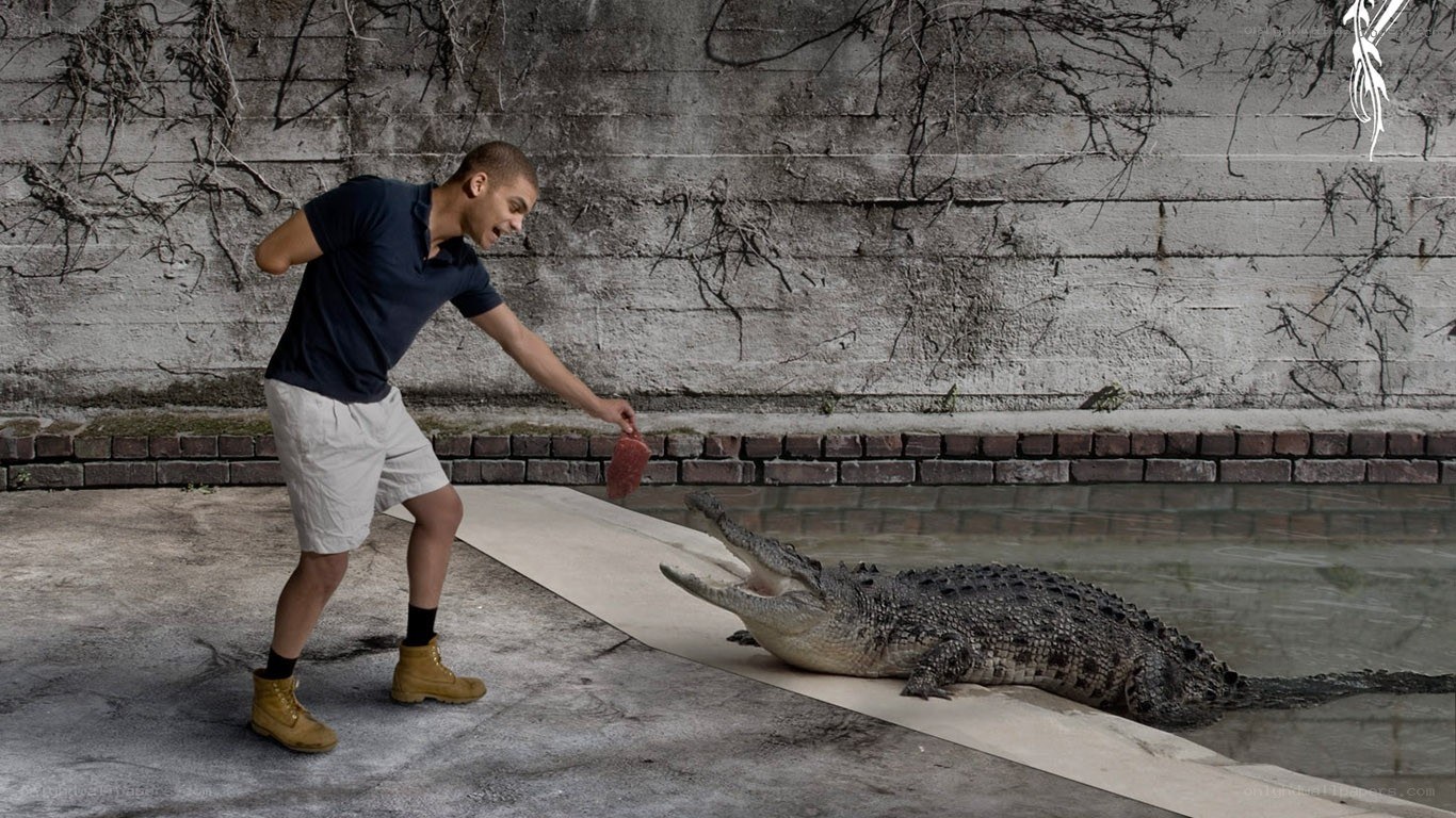 Man feeding crocodile
