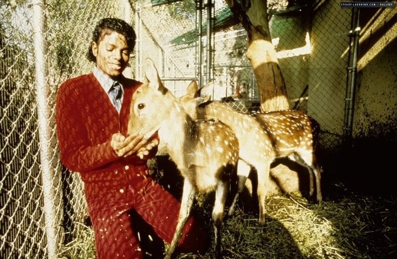 Man Feeding Deer
