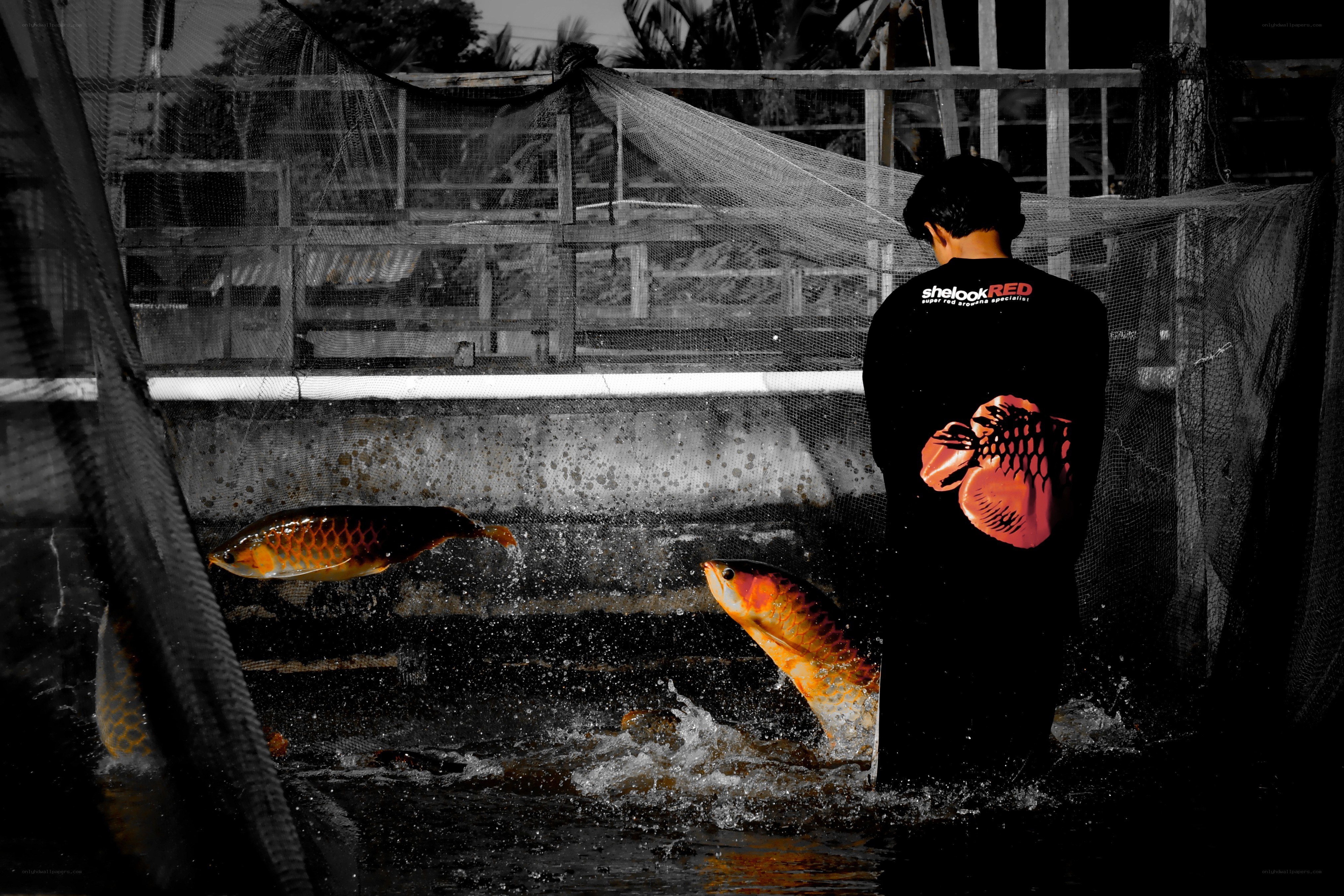 Man feeding fish in a pond