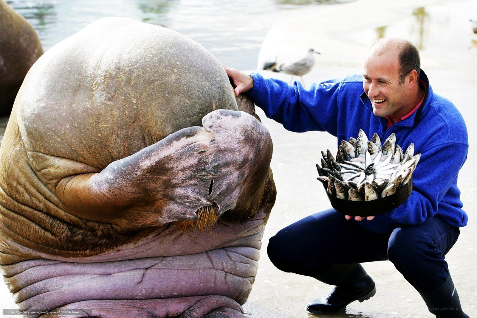 Man feeding fish to walrus