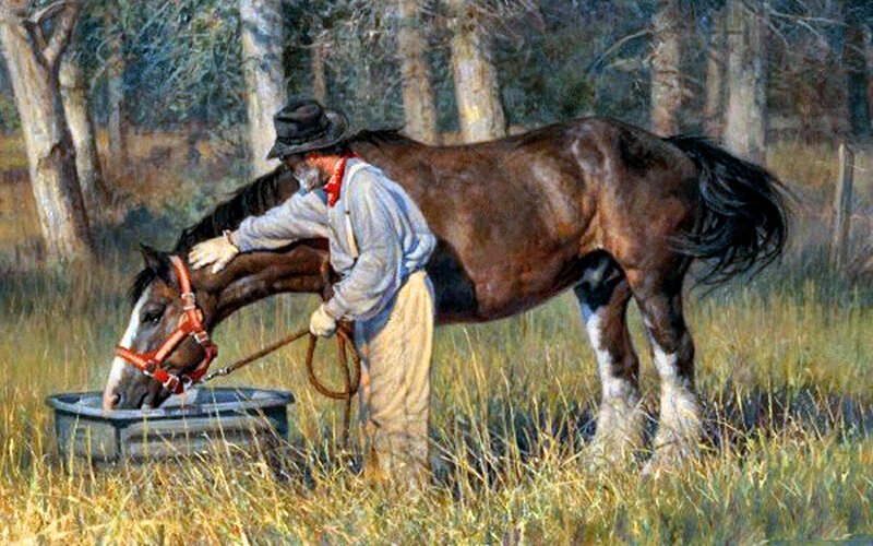 Man Feeding Horse