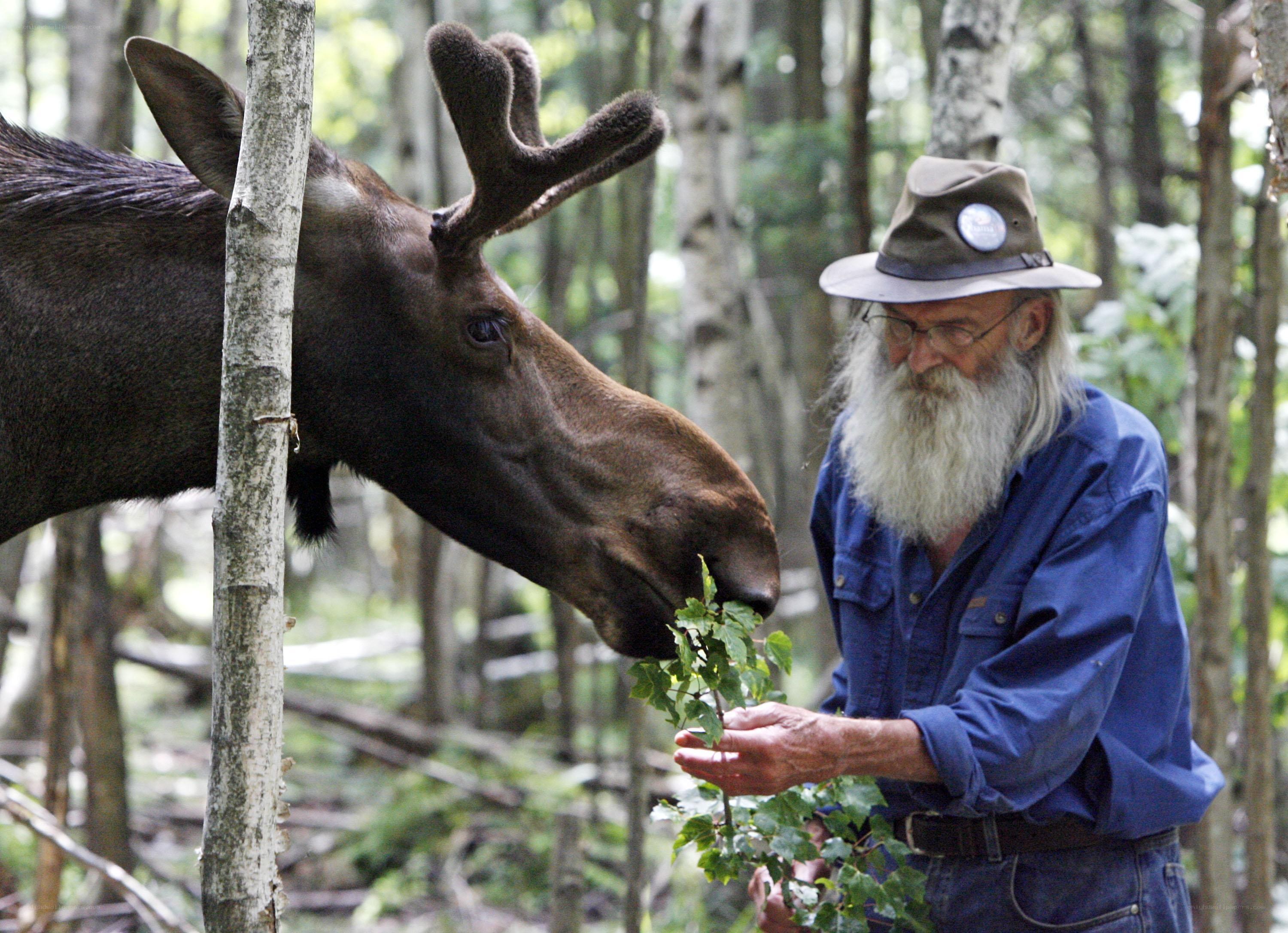 man feeding moose in forest