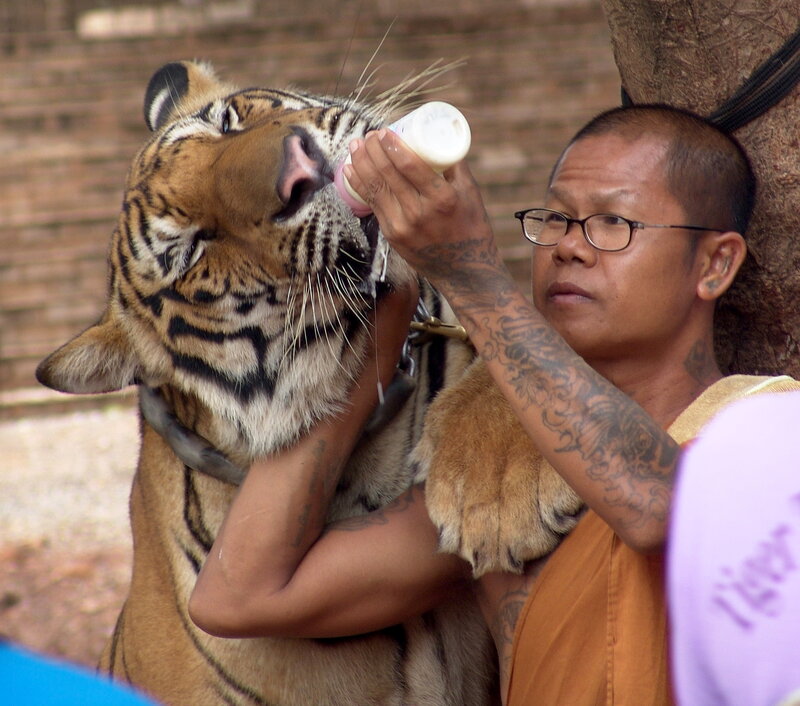 Man Feeding Tiger