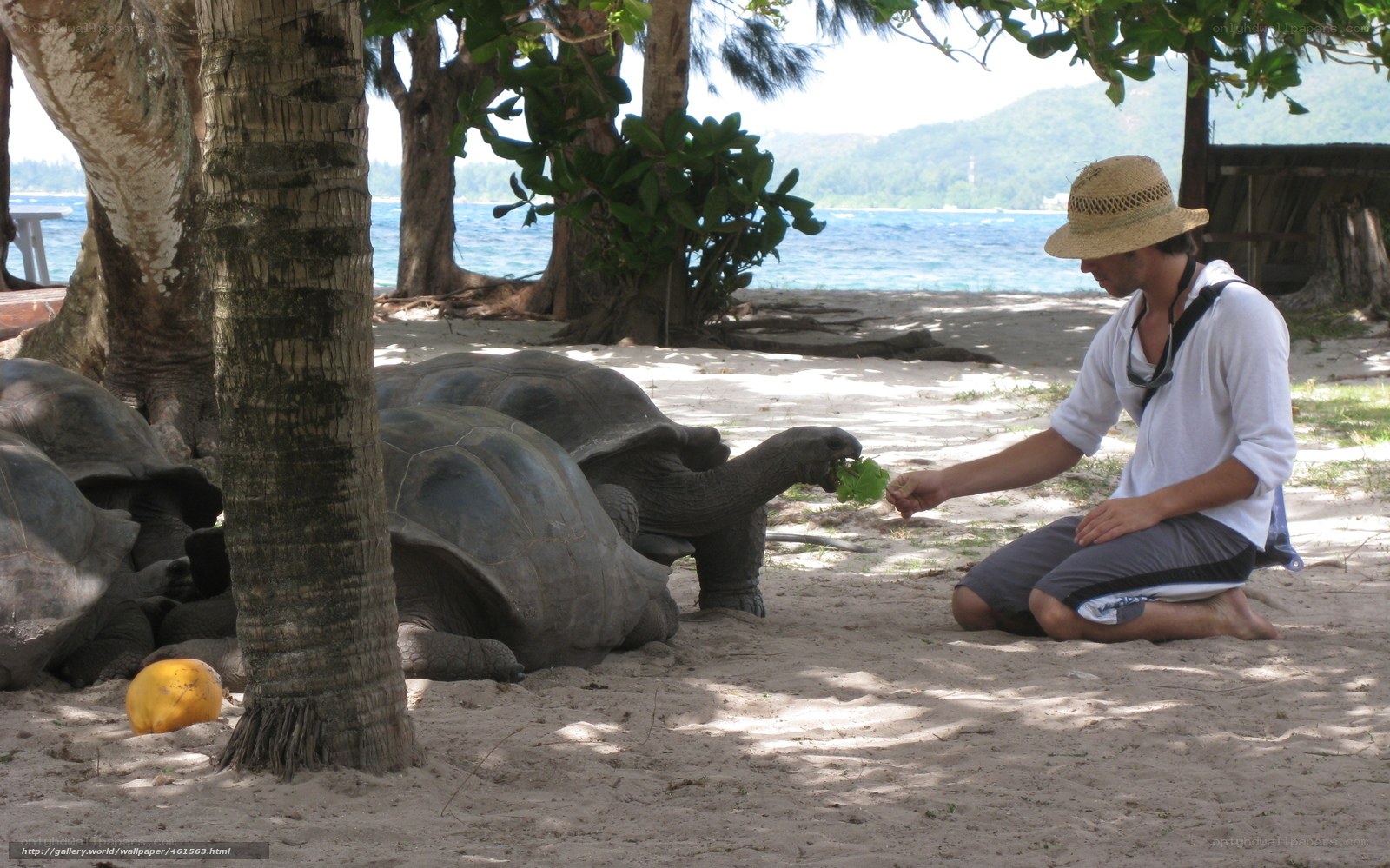 Man feeding tortoise on beach