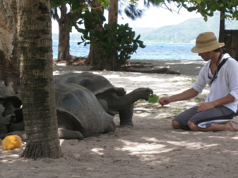 Man Feeding Tortoise