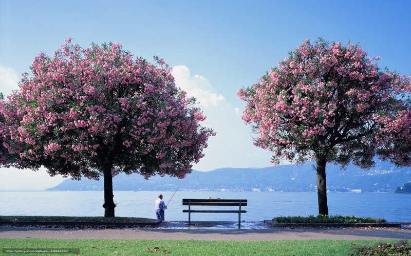Man fishing by lake with blooming trees