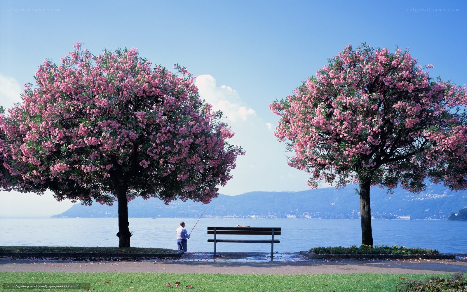 Man fishing by lake with blooming trees