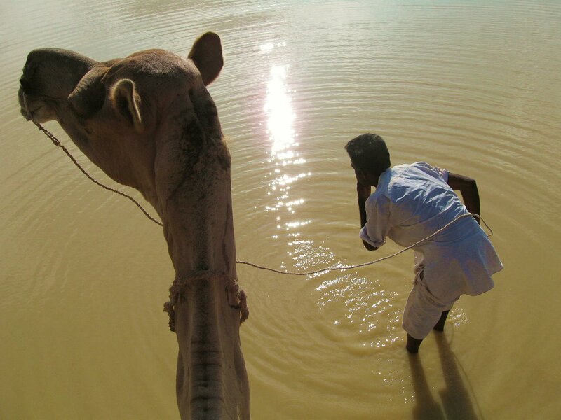 Man guiding camel at water's edge