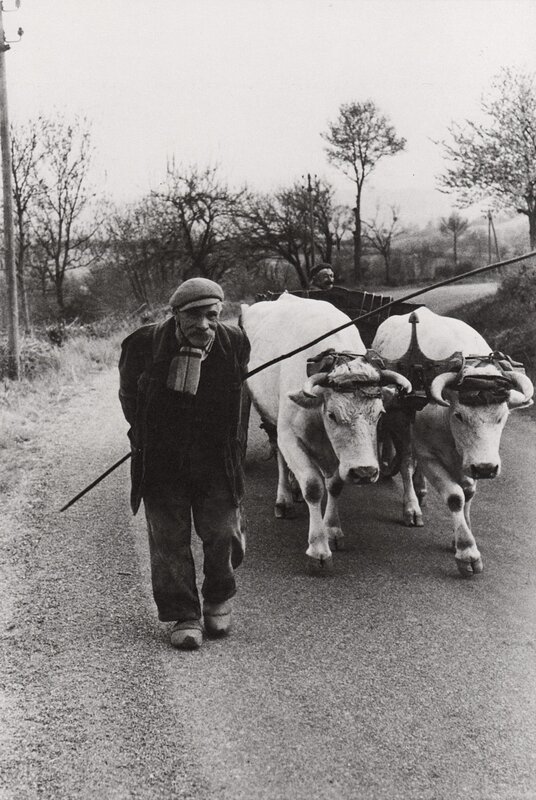 Man guiding oxen on a road