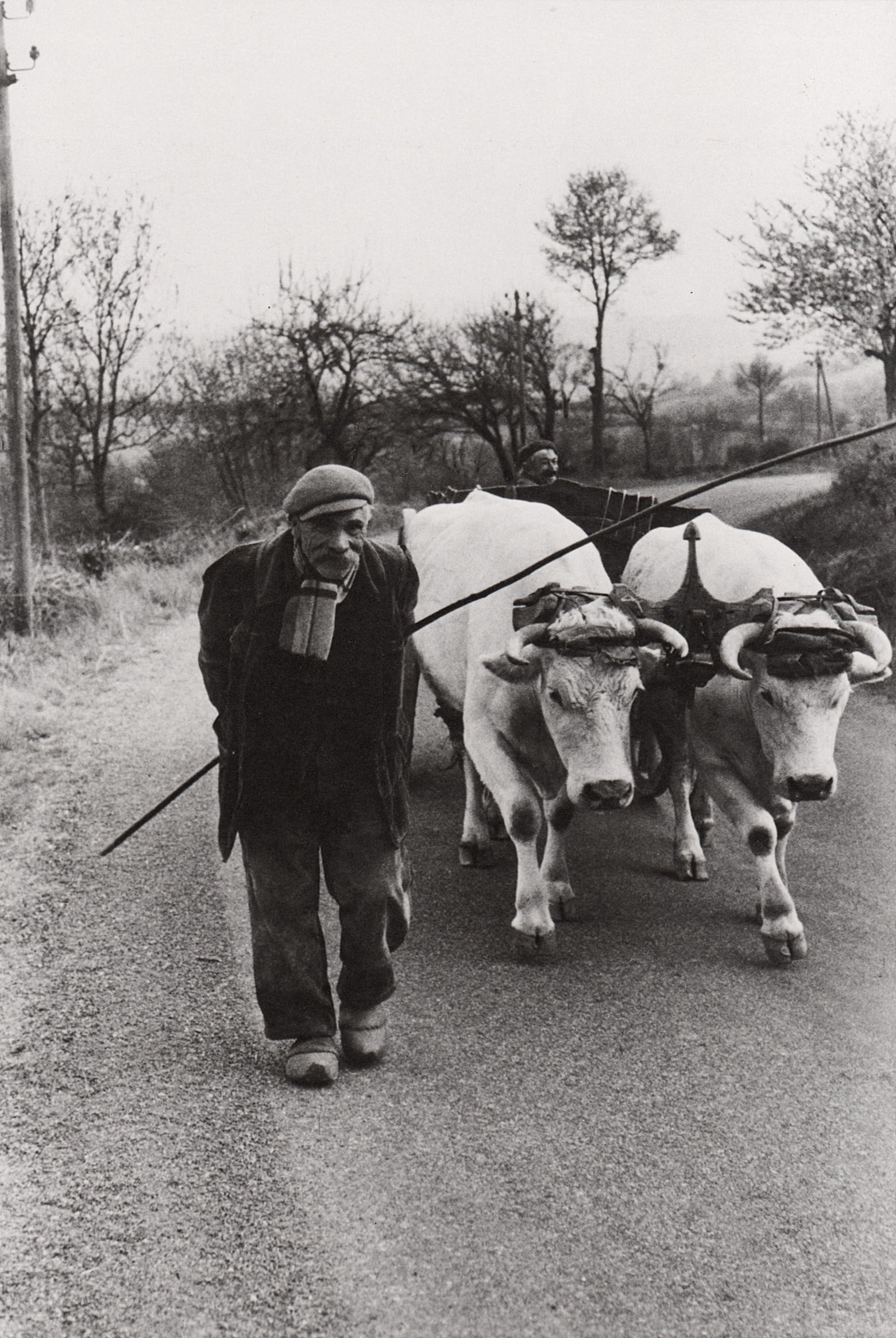 Man guiding oxen on a road