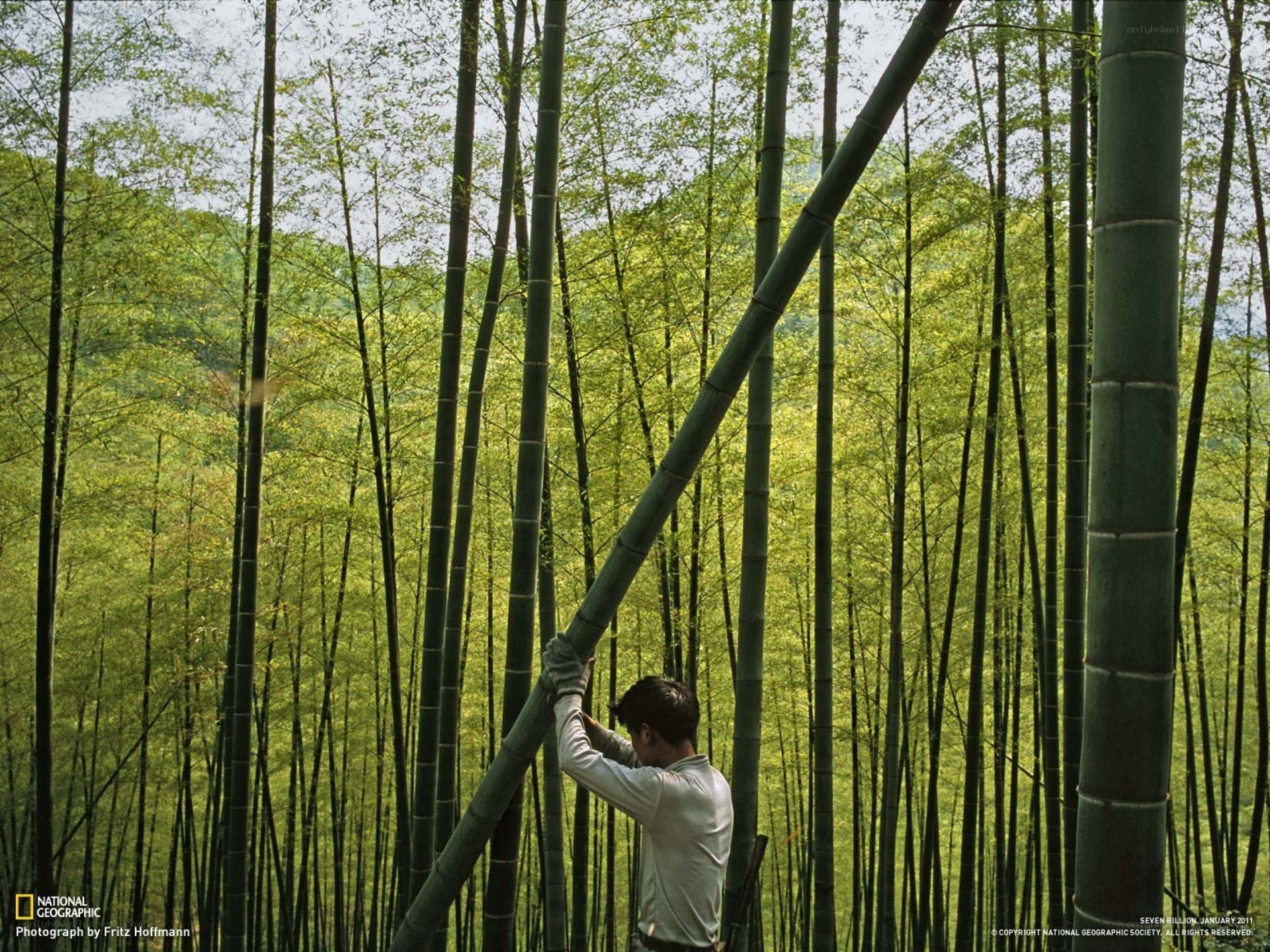 Man harvesting bamboo in forest