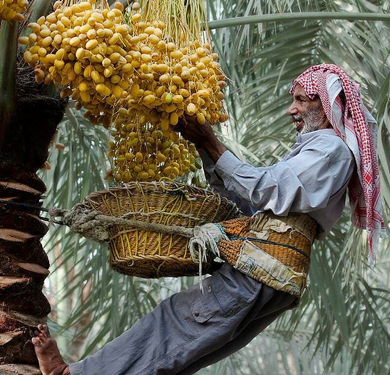 Man Harvesting Dates