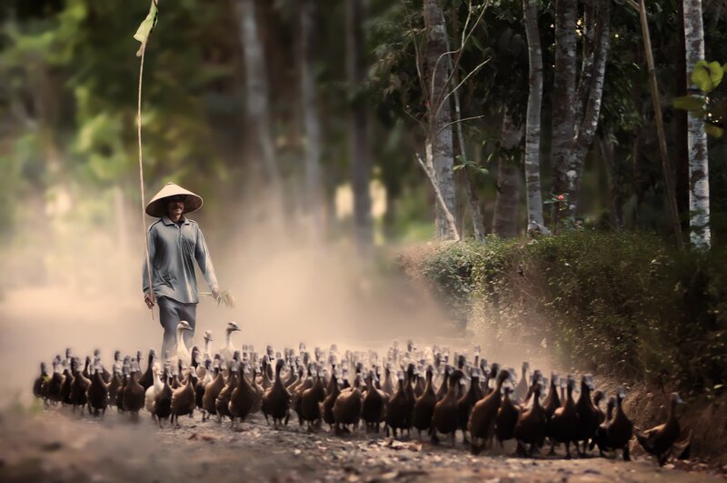 Man Herding Ducks