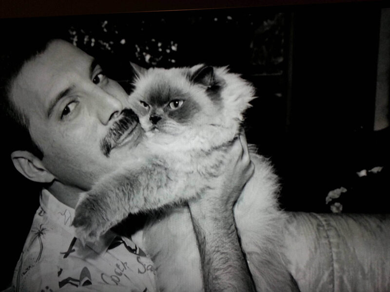 Man Holding a Cat — Black