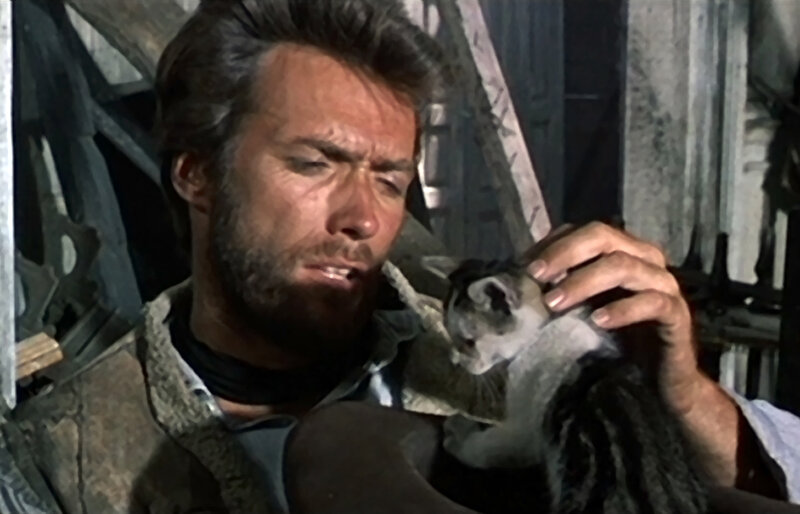 Man Holding a Kitten — Brown