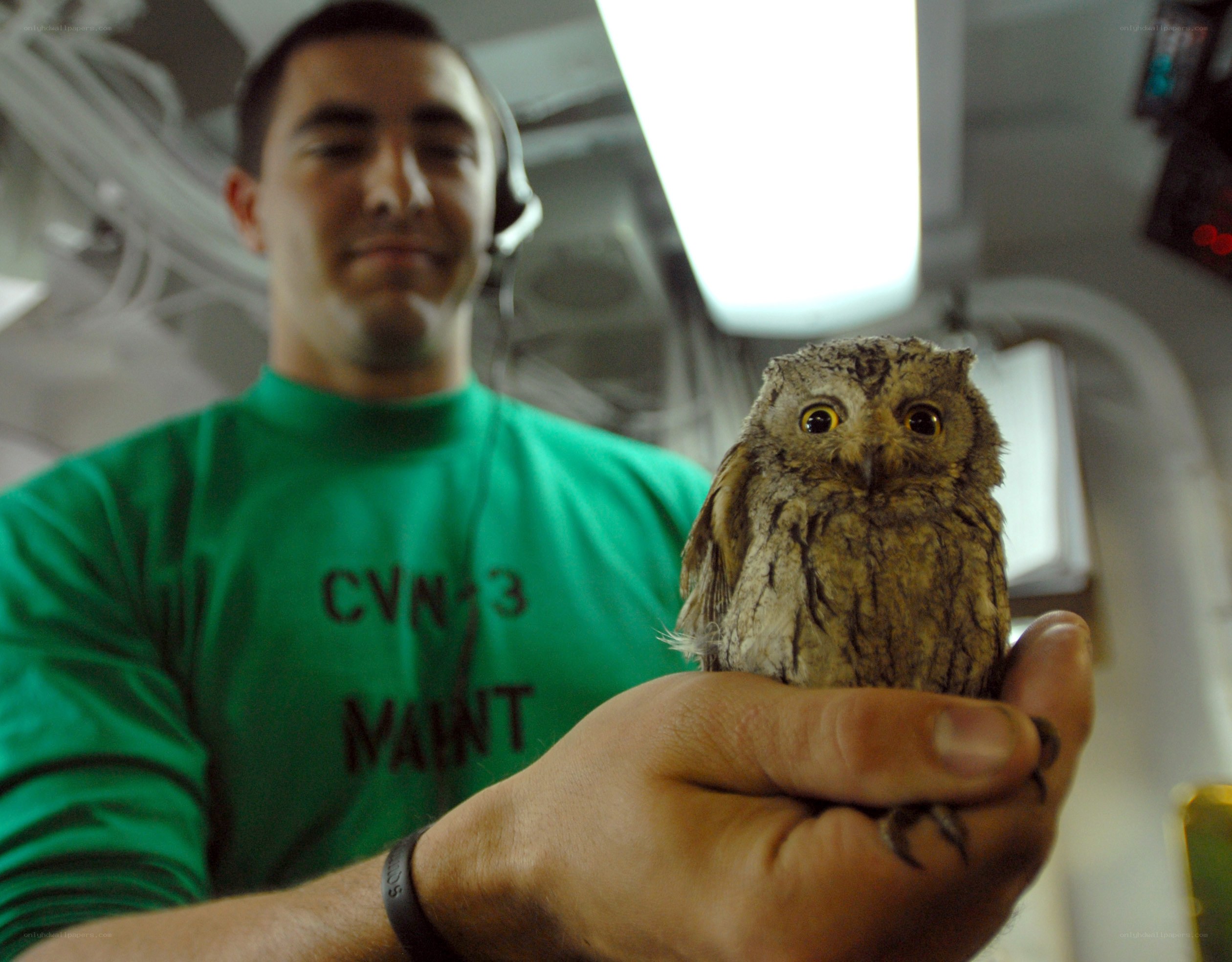 Man holding a small owl