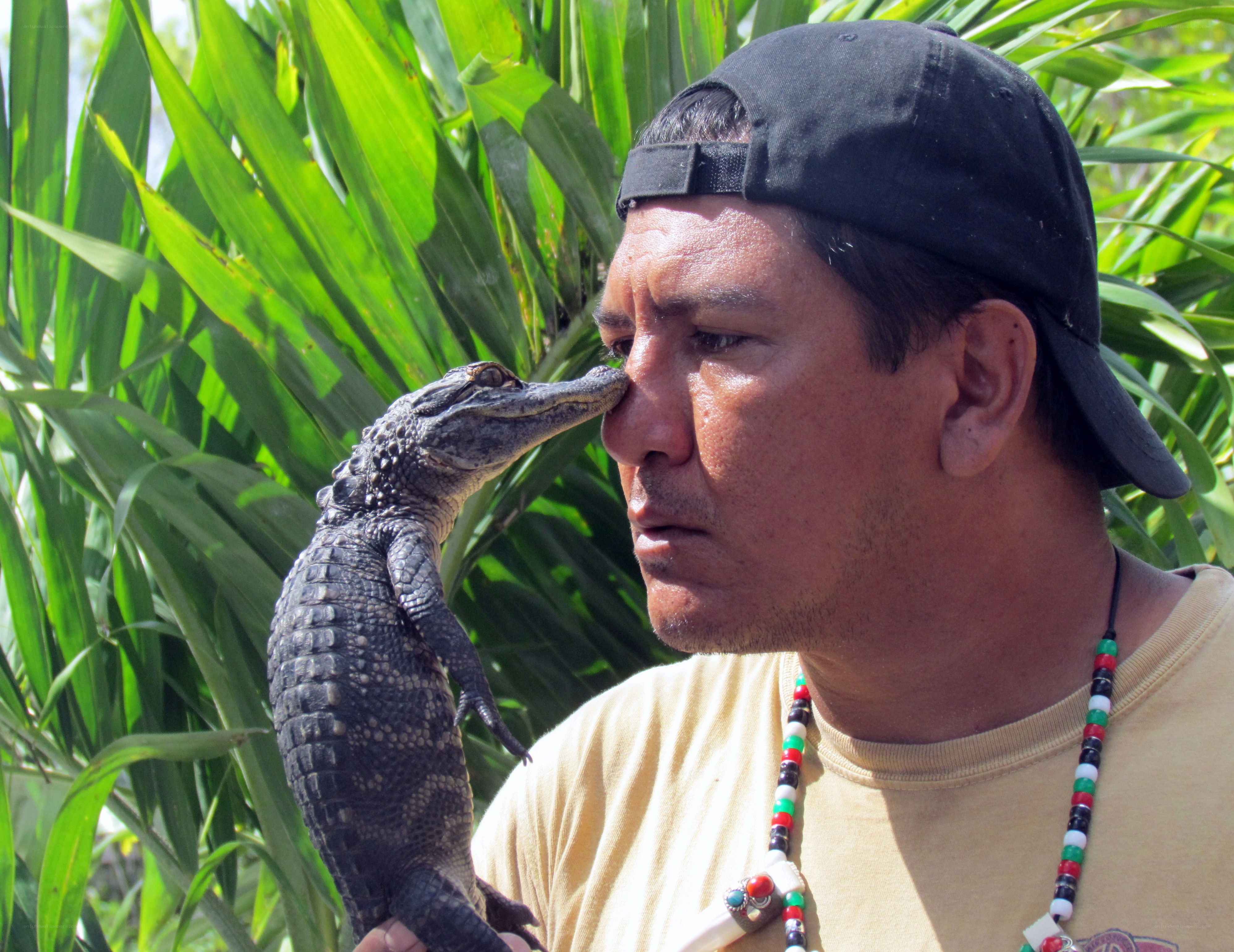 man holding baby alligator