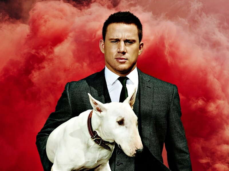 Man Holding Bull Terrier