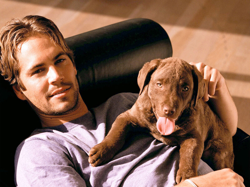Man Holding Chocolate Lab Puppy