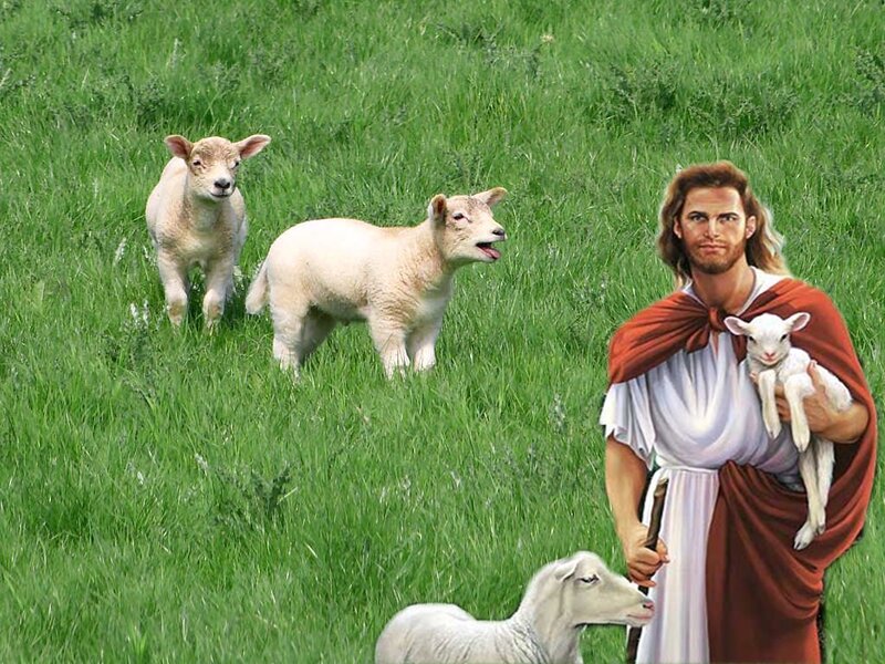Man Holding Lamb — Green