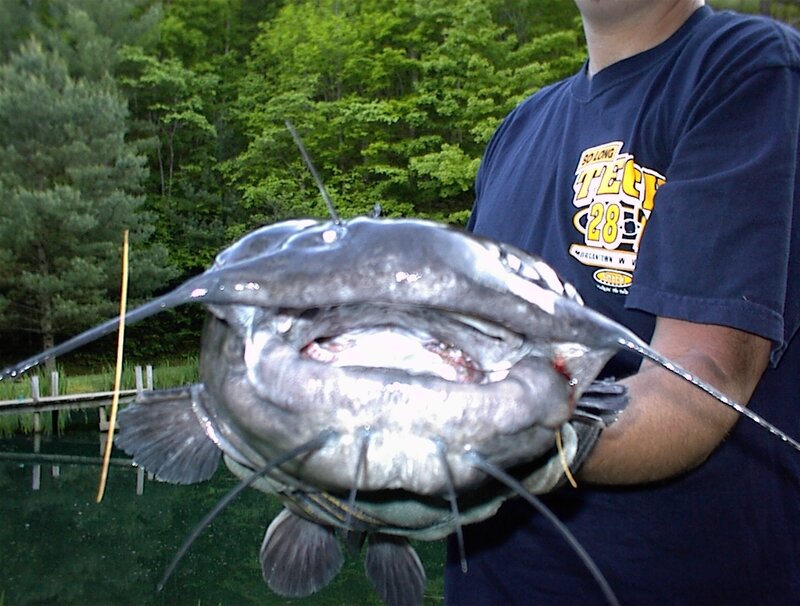 Man holding large catfish