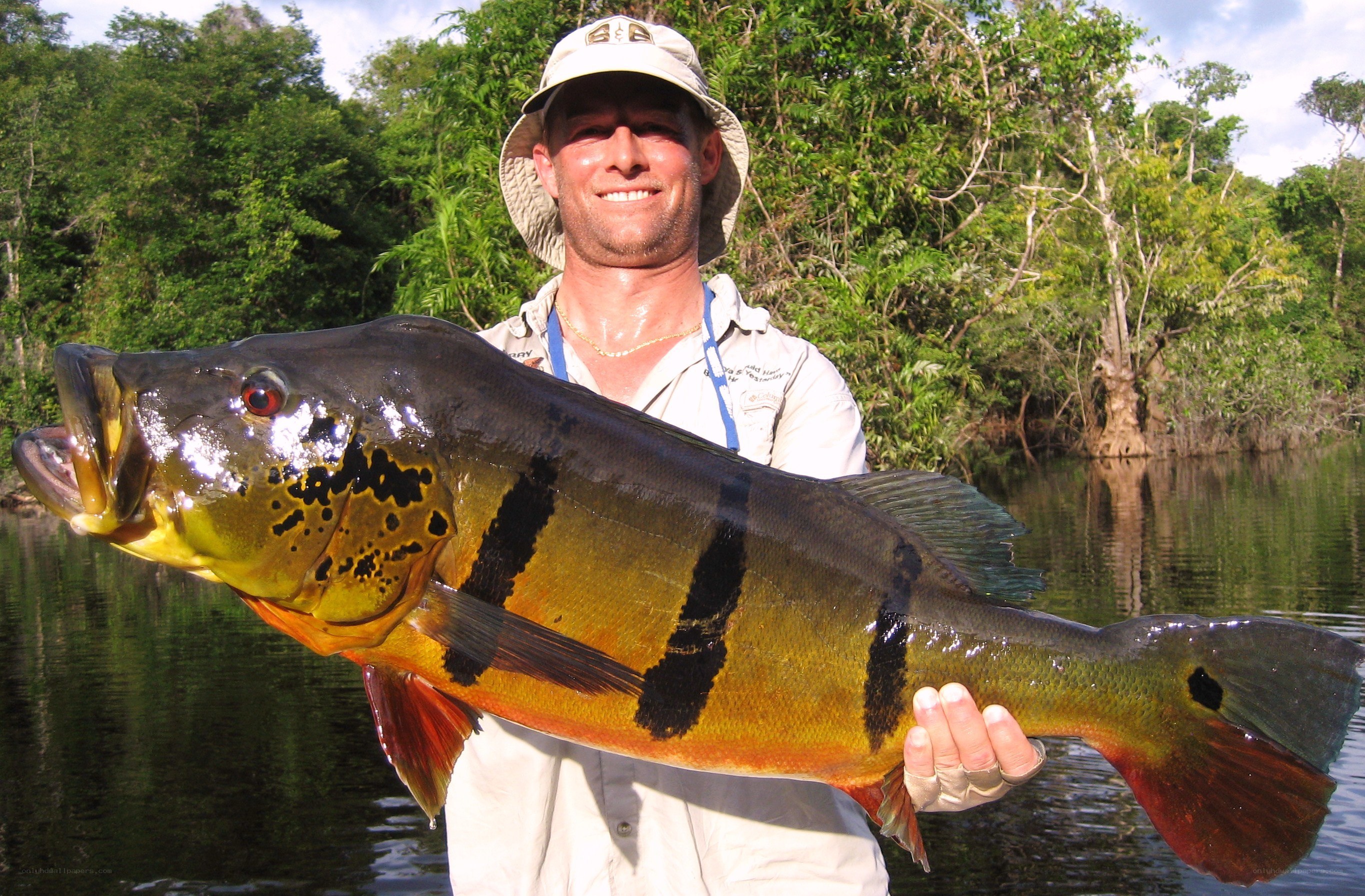 Man holding large peacock bass