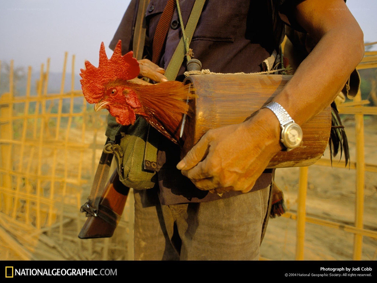 Man holding rooster in bamboo container