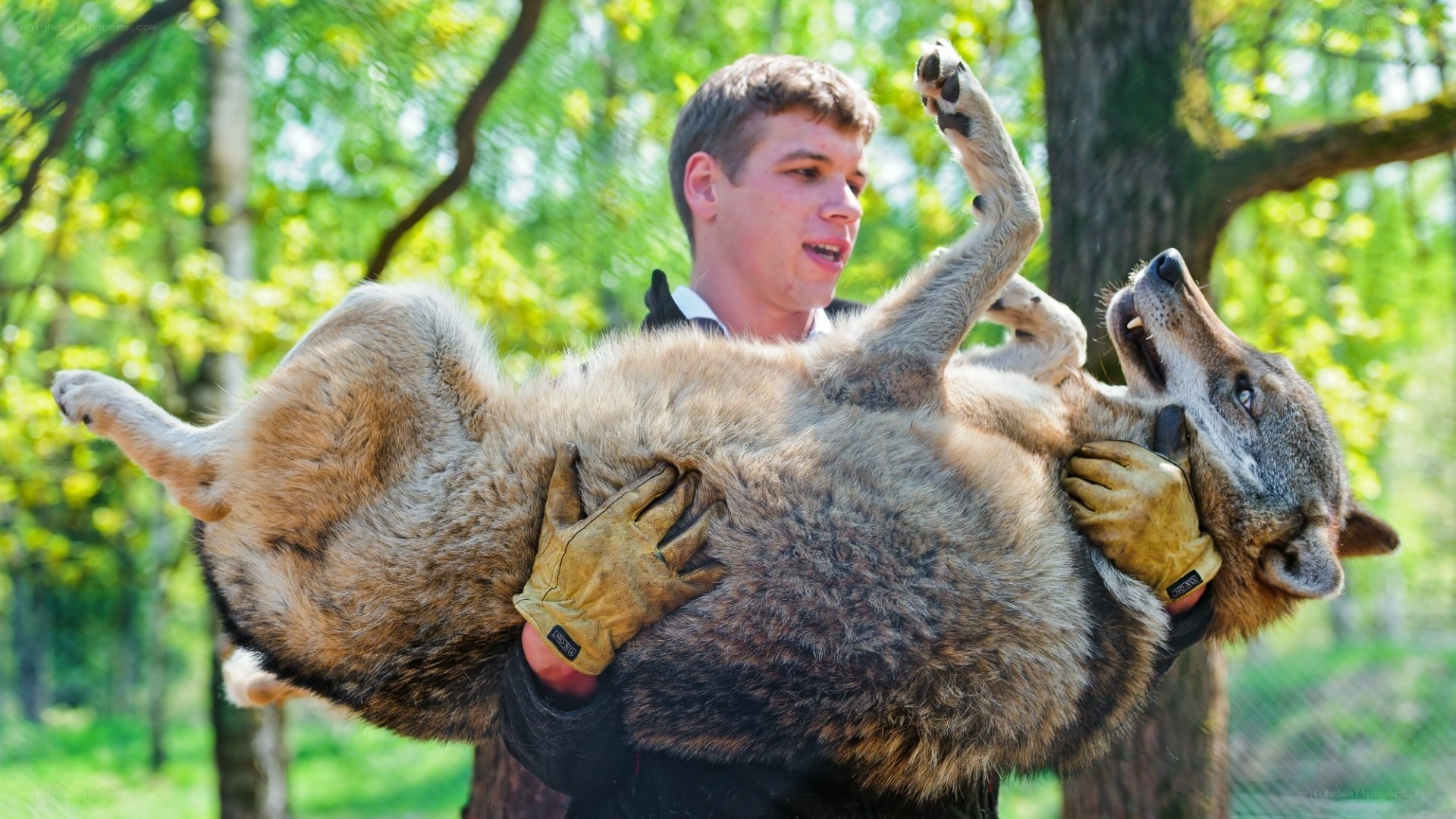 Man holding wolf in forest