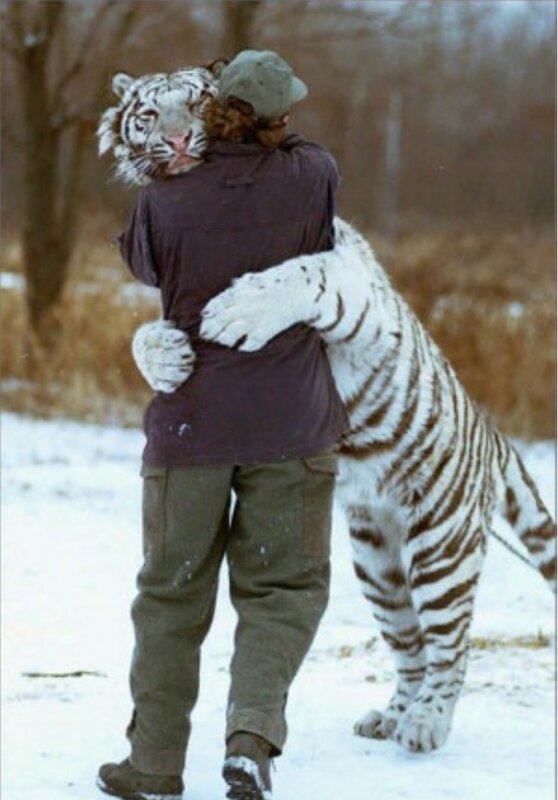 man hugging white tiger