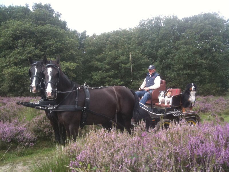 Man in Carriage with Dogs