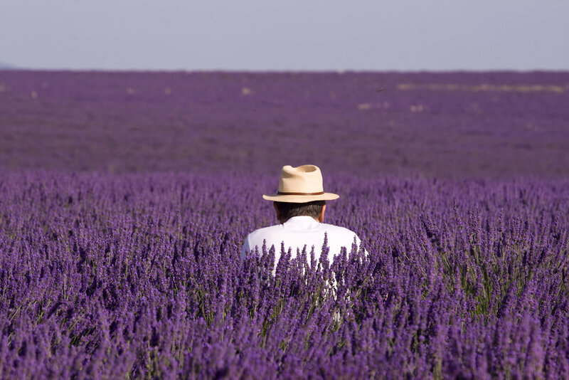 Man in Lavender Field