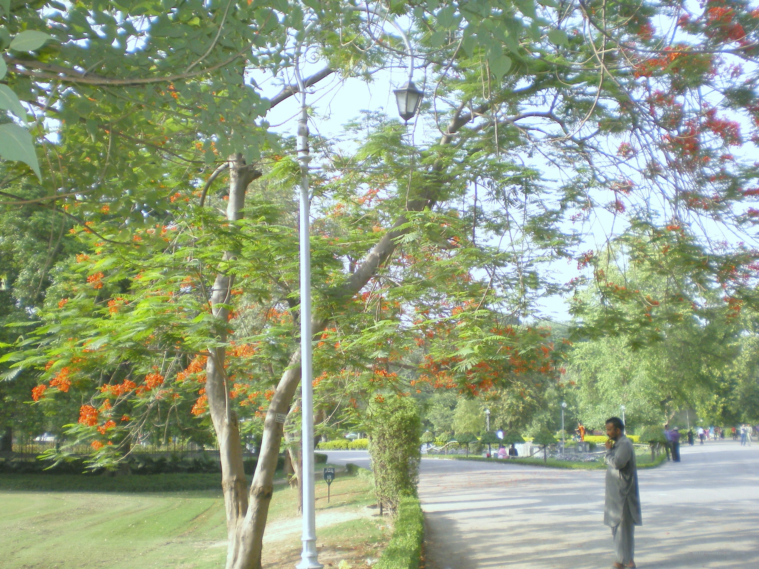 Man in park with flowering tree