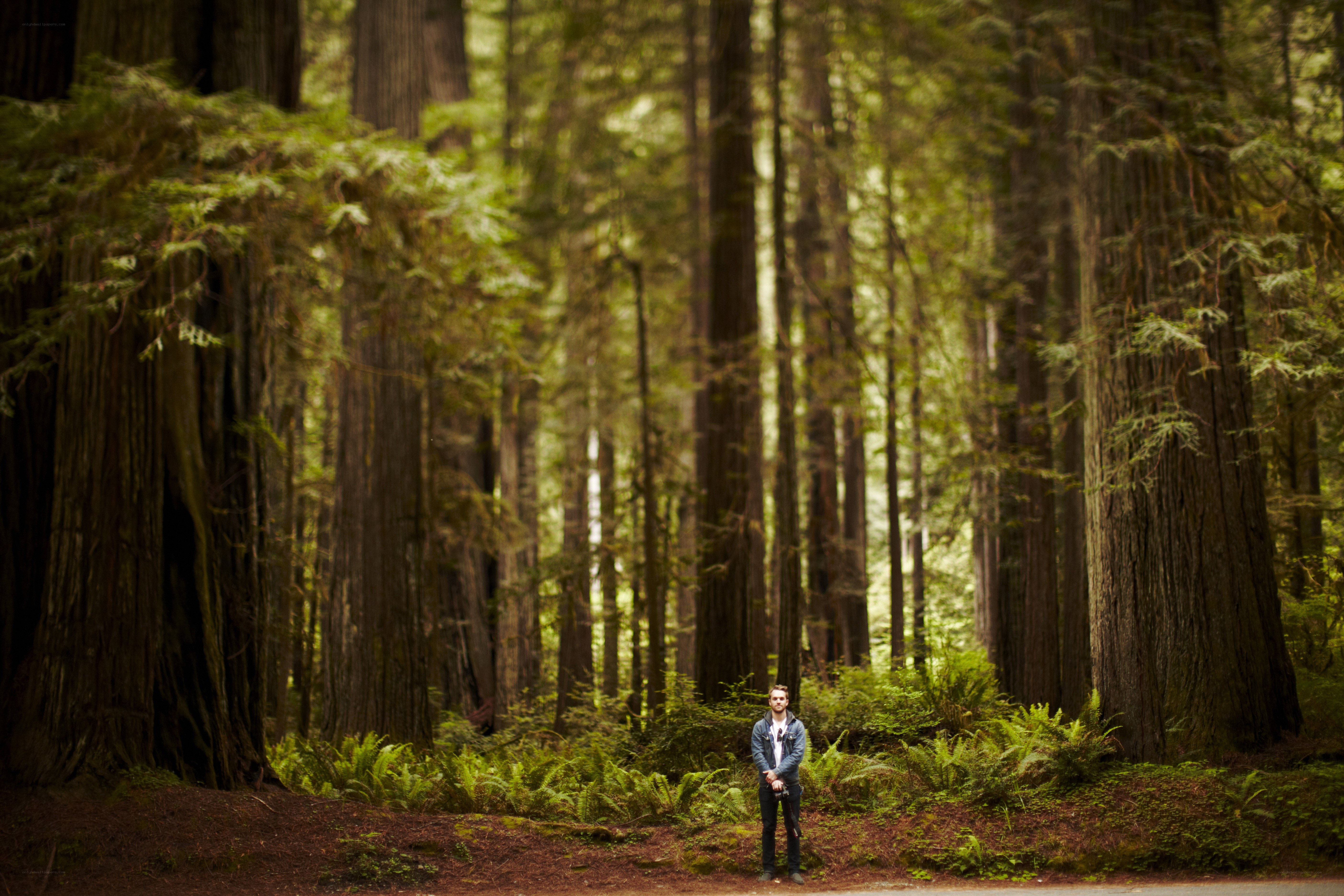 Man in redwood forest