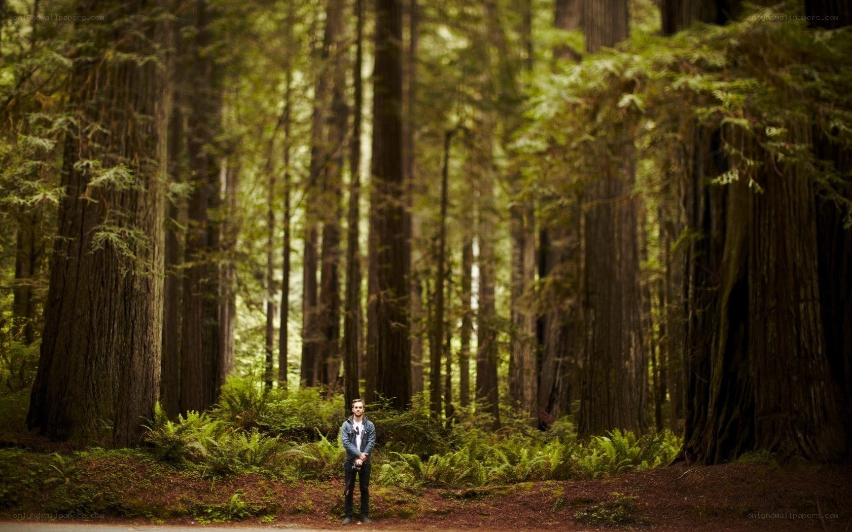 Man in redwood forest