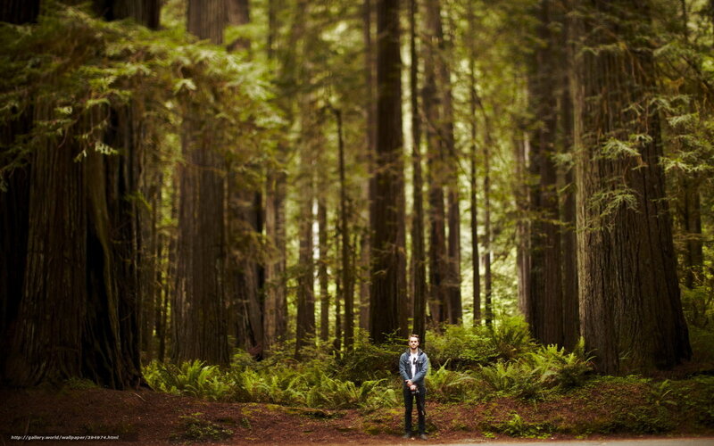 Man in Redwood Forest — Green