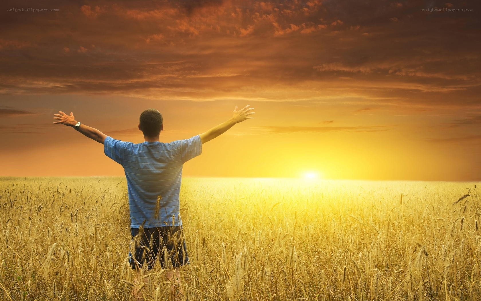 Man in wheat field at sunset