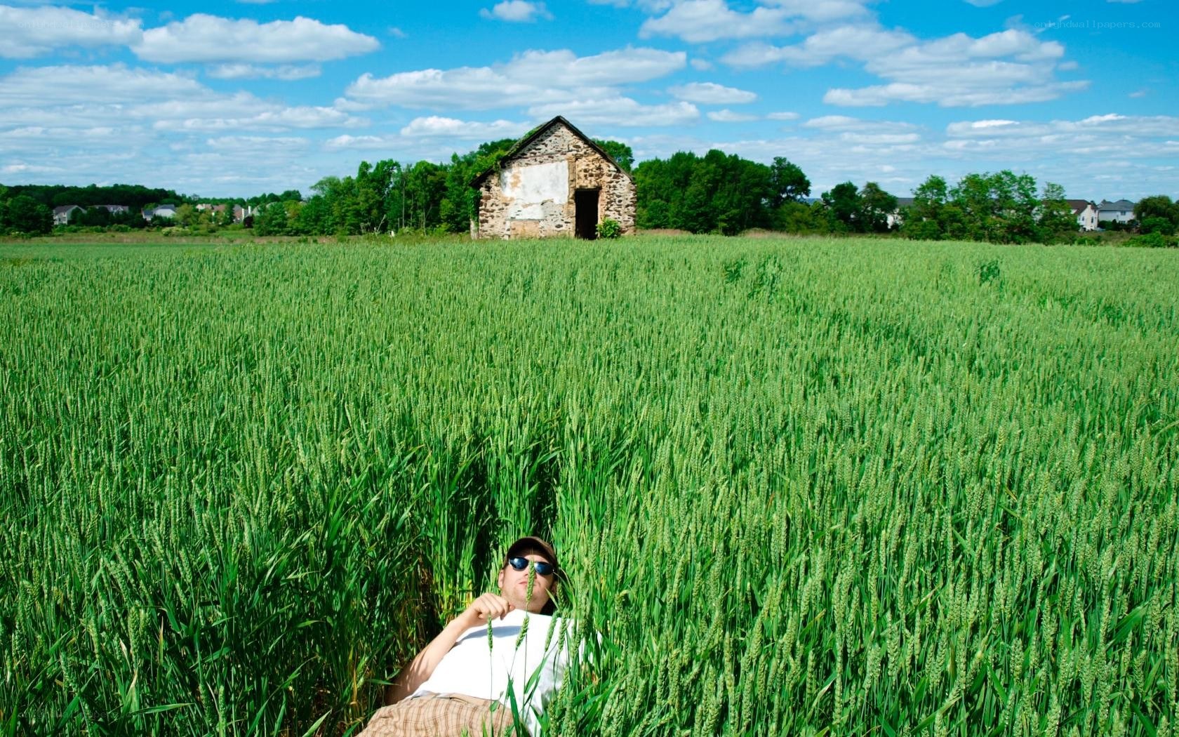 Man in wheat field with barn