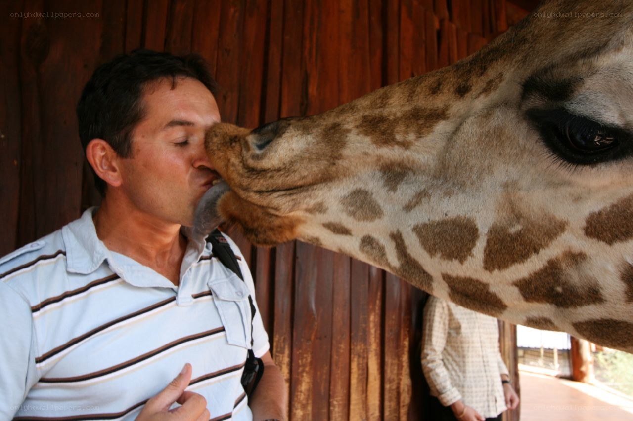 Man kissed by a giraffe
