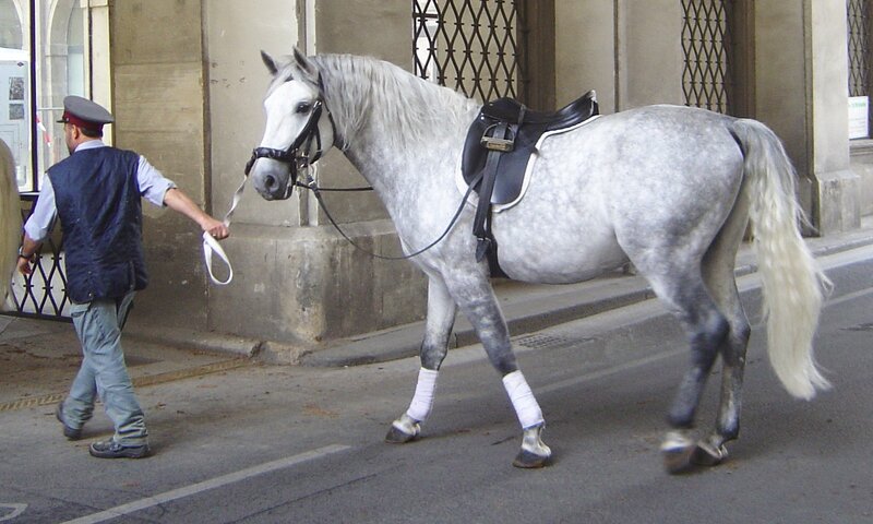 Man leading a gray horse