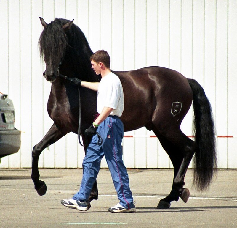 Man Leading Black Horse