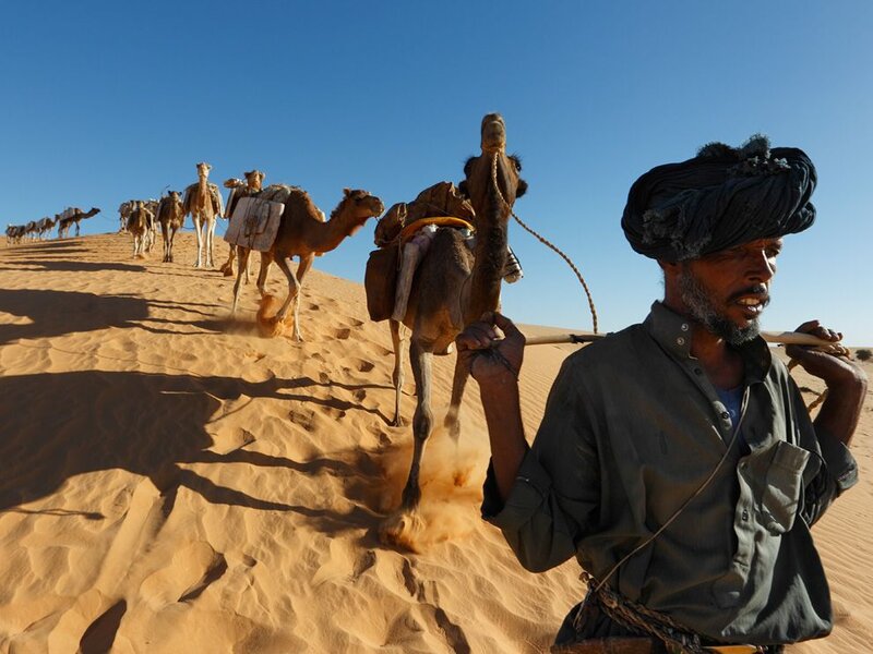Man Leading Camel Caravan