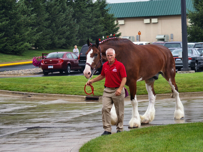 Man Leading Clydesdale Horse