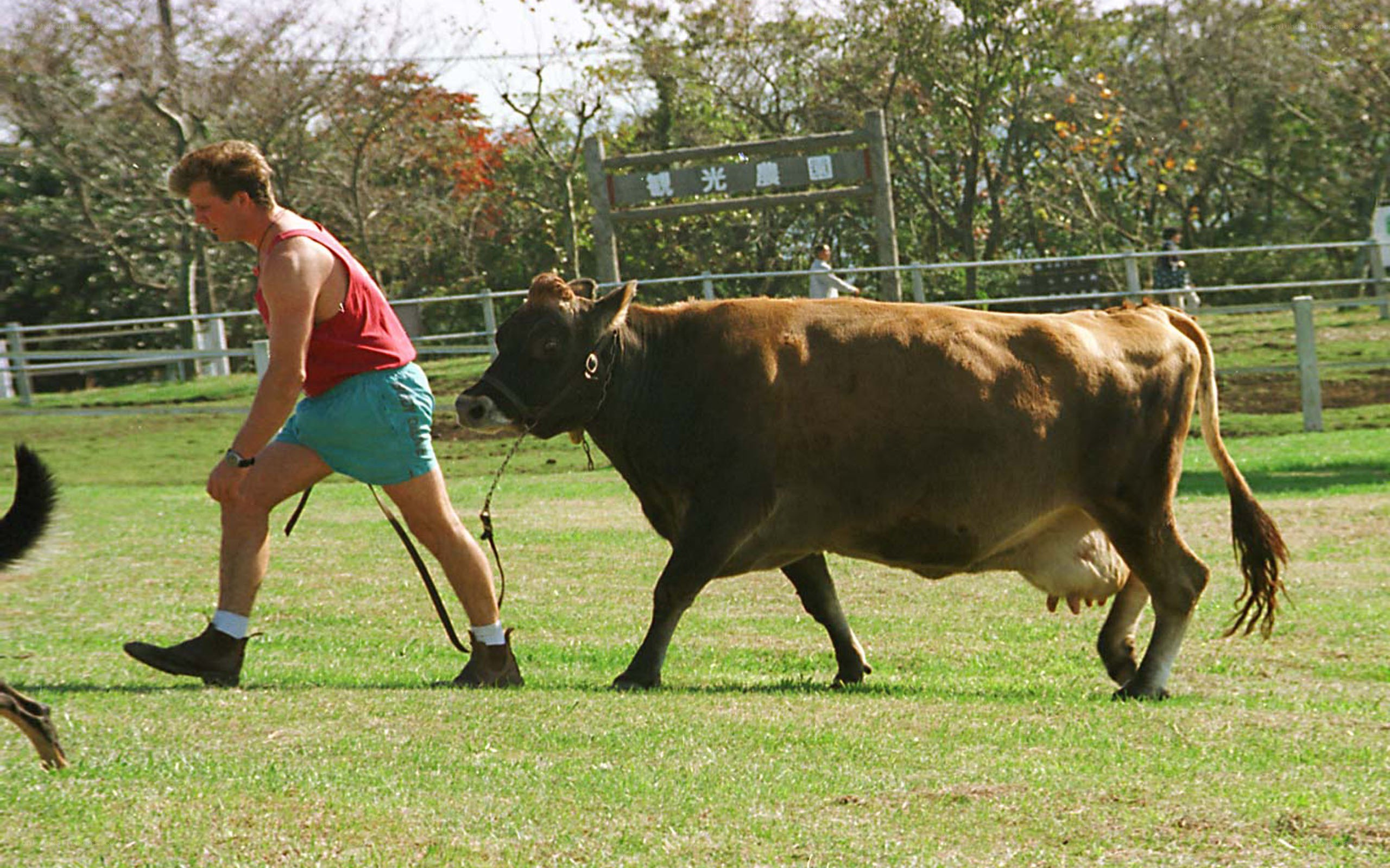 Man leading cow in a field