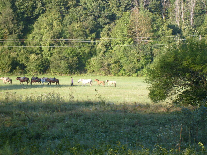 Man Leading Horses