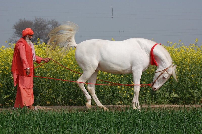 Man Leading White Horse — Calm
