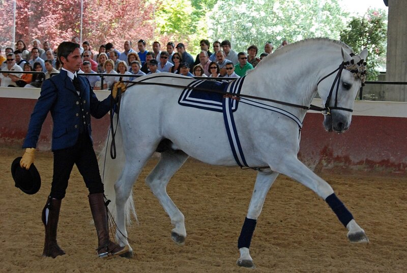Man Leading White Horse